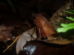 Rhinella proboscidea