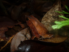 Rhinella proboscidea
