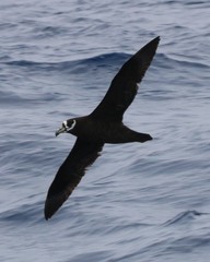 Procellaria conspicillata