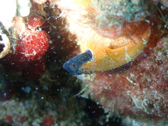 Enneapterygius larsonae