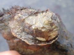 Ostrea lurida