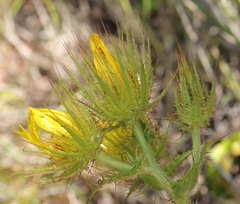 Berkheya carlinoides