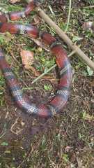 Lampropeltis micropholis