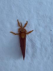 Simplicia cornicalis