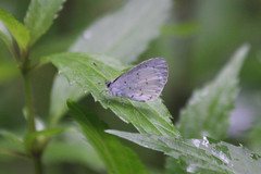 Udara akasa