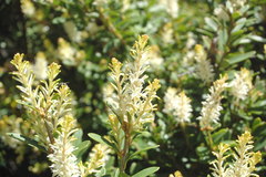 Orites lancifolius
