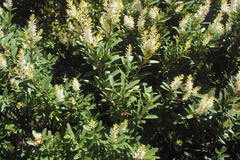 Orites lancifolius