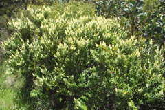 Orites lancifolius