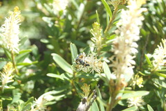 Orites lancifolius