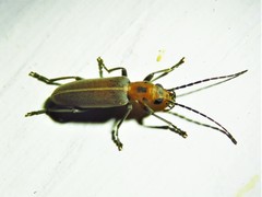 Oxacis trimaculata