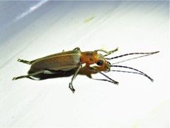 Oxacis trimaculata
