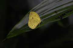 Eurema blanda