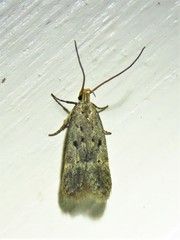 Neodactylota