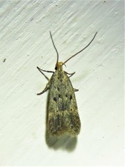 Neodactylota
