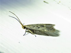 Neodactylota