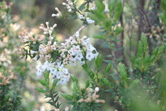 Epacris paludosa