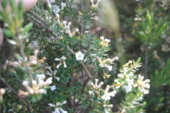 Epacris paludosa