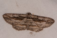 Iridopsis obliquaria