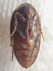 Euscaphurus