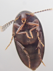 Euscaphurus