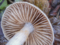 Cortinarius flexipes