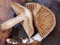 Cortinarius flexipes