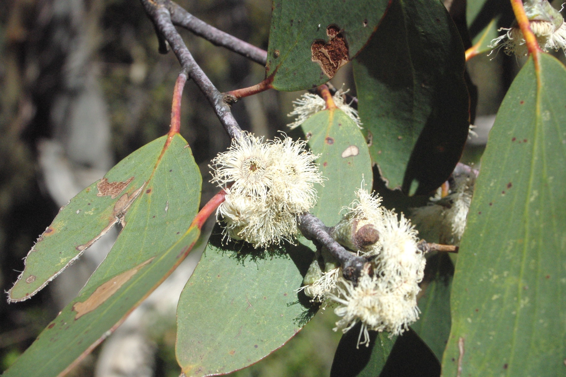 Eucalyptus pauciflora