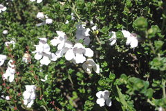 Prostanthera cuneata