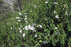 Prostanthera cuneata