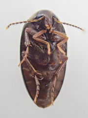 Euscaphurus