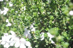 Prostanthera cuneata