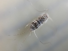 Thermobia domestica
