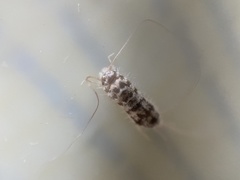 Thermobia domestica