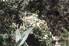 Ozothamnus secundiflorus