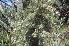 Ozothamnus secundiflorus