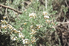 Ozothamnus secundiflorus