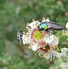 Diphucrania marmorata