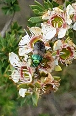 Diphucrania marmorata