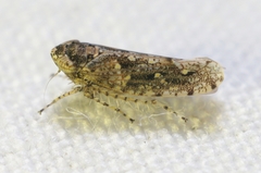 Dixianus utahnus