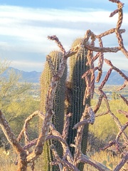 Campylorhynchus brunneicapillus