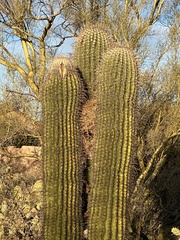 Campylorhynchus brunneicapillus