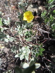 Crocanthemum glomeratum