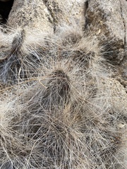 Opuntia polyacantha erinacea
