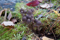 Mycena stipata