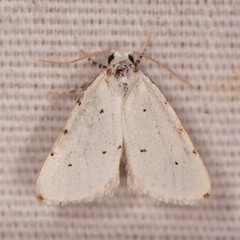 Grotellaforma lactea