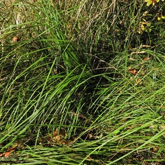 Carex stricta