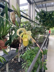 Phragmipedium