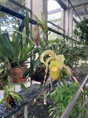 Phragmipedium