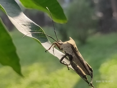 Trematocoris lobipes
