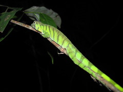Anolis transversalis